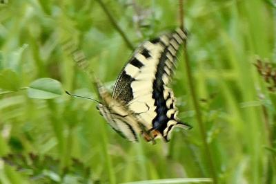 <i>Papilio machaon</i>