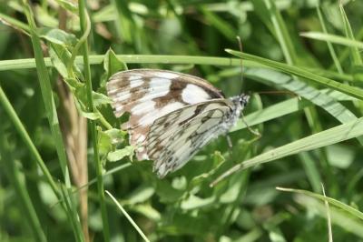<i>Melanargia galathea</i>