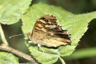 <i>Pararge aegeria</i>