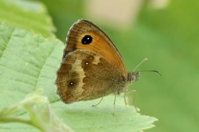 <i>Pyronia tithonus</i>