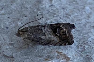 <i>Cydia splendana</i>
