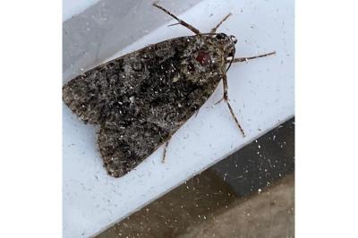 <i>Acronicta rumicis</i>