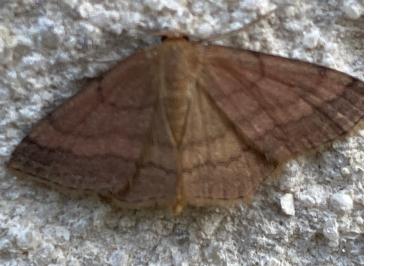 <i>Scopula rubiginata</i>