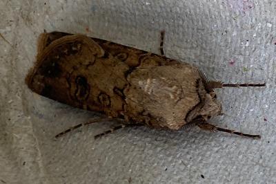 <i>Agrotis segetum</i>