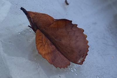 <i>Gastropacha quercifolia</i>