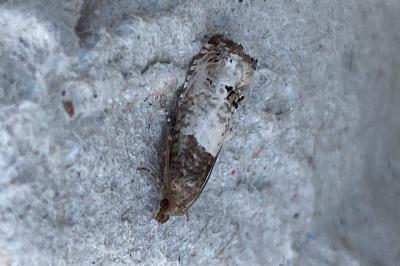 <i>Notocelia roborana</i>