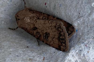 <i>Agrotis segetum</i>