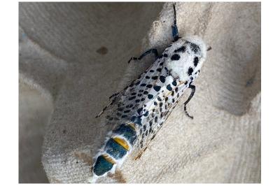 <i>Zeuzera pyrina</i>