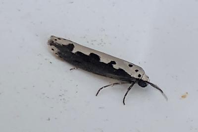 <i>Ethmia bipunctella</i>
