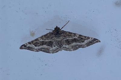 <i>Epirrhoe alternata</i>