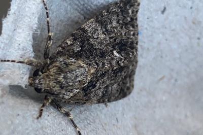 <i>Acronicta rumicis</i>