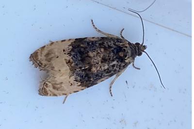 <i>Hedya ochroleucana</i>