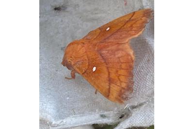 <i>Odonestis pruni</i>