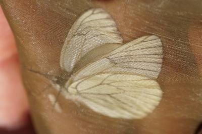 <i>Aporia crataegi</i>