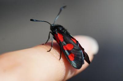 <i>Zygaena filipendulae</i>