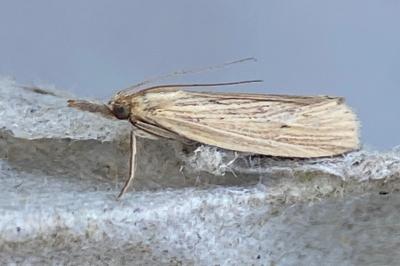 <i>Ematheudes punctella</i>