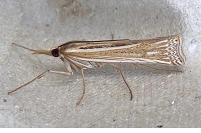 <i>Ancylolomia tentaculella</i>