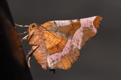 <i>Selenia tetralunaria</i>
