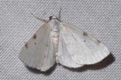 <i>Lomographa bimaculata</i>
