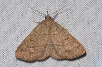<i>Paracolax tristalis</i>