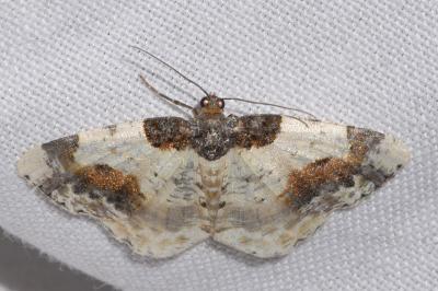 <i>Ligdia adustata</i>