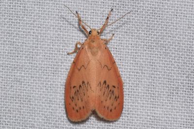 <i>Miltochrista miniata</i>