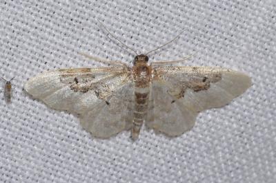 <i>Idaea rusticata</i>