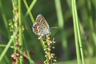 <i>Plebejus argus</i>