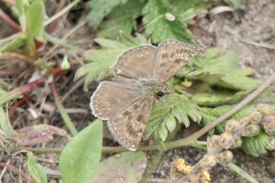 <i>Erynnis tages</i>