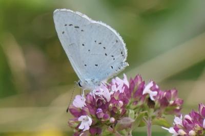 <i>Celastrina argiolus</i>