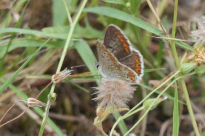 <i>Aricia agestis</i>