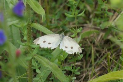 <i>Pieris rapae</i>