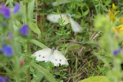 <i>Pieris rapae</i>