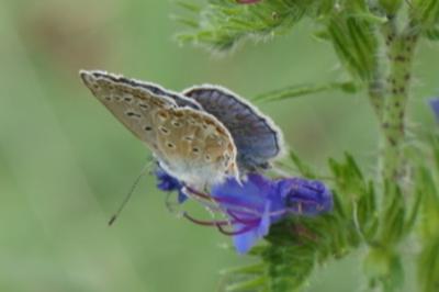 <i>Polyommatus icarus</i>