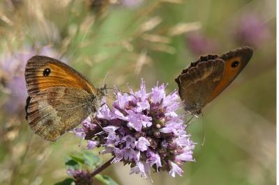 <i>Pyronia tithonus</i>