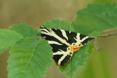<i>Euplagia quadripunctaria</i>