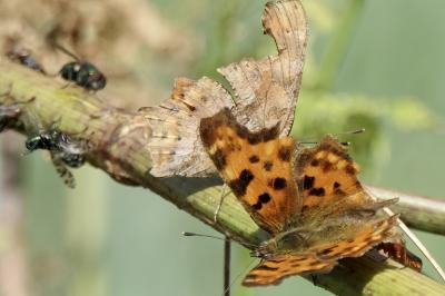 <i>Polygonia c-album</i>