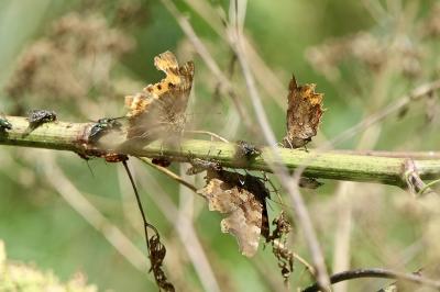 <i>Polygonia c-album</i>
