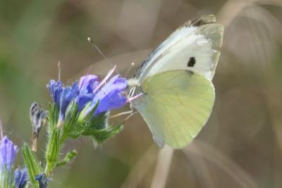 <i>Pieris brassicae</i>