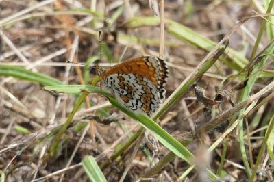 <i>Melitaea cinxia</i>