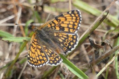 <i>Melitaea cinxia</i>