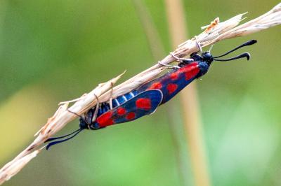 <i>Zygaena loti</i>