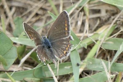 <i>Aricia agestis</i>