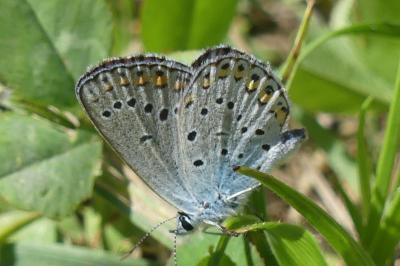 Plebejus argyrognomon