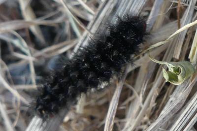 <i>Melitaea cinxia</i>