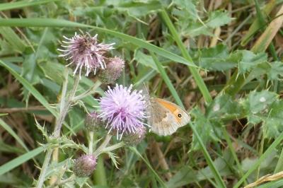 <i>Coenonympha pamphilus</i>