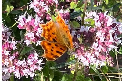 <i>Polygonia c-album</i>