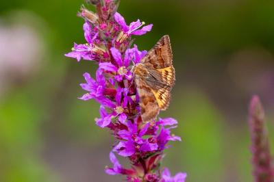 <i>Euclidia glyphica</i>