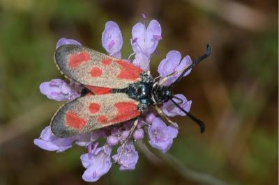 <i>Zygaena loti</i>