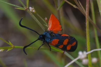 <i>Zygaena transalpina</i>